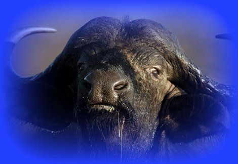 Cape Buffalo of the Mara